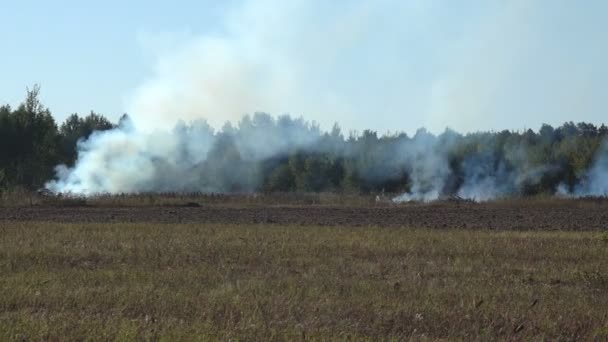 Fumée Blanche Voyage Long Lisière Forêt Près Champ Agricole Incendie — Video