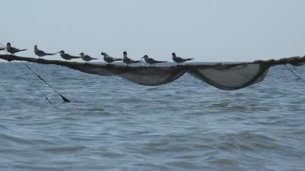 Pássaro Gaivotas Jovens Esperando Comida Seus Pais Sentados Redes Pesca — Vídeo de Stock