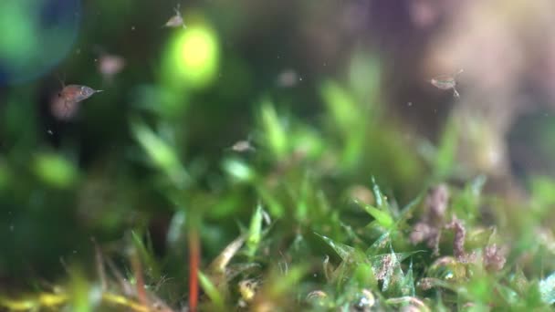 Фоне Зеленых Водорослей Капельками Кислорода Активная Подводная Жизнь Болотах Daphnia — стоковое видео