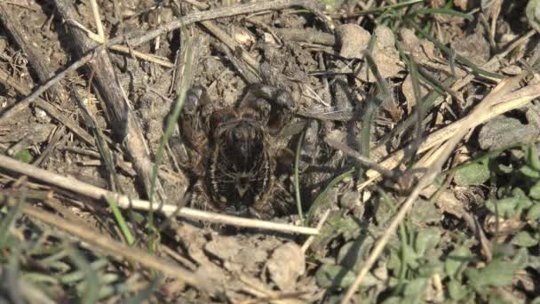 オオカミのクモ 大規模な毛皮の燃焼は 昆虫が攻撃するのを待って その列の外にピーク 野生動物のマクロビュークモ — ストック動画