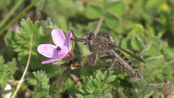 アシリアス アサシン フライ 毛深い強盗早朝に 夏の風に揺れる 昆虫は紫色の花の近くに座って飛ぶ 野生動物の昆虫を見る — ストック動画