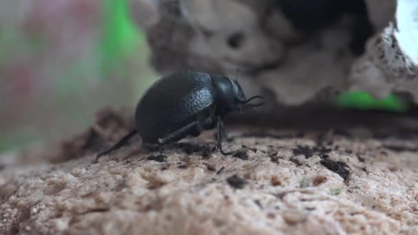 Bloody Nosed Beetle Move Manhã Cedo Perto Crânio Gato Timarcha — Vídeo de Stock