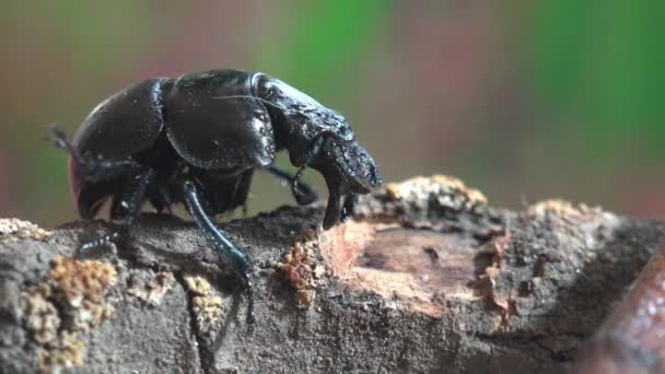 Black Scarab Beetle Woke Cold Night Dry Wooden Branch — Stock Video