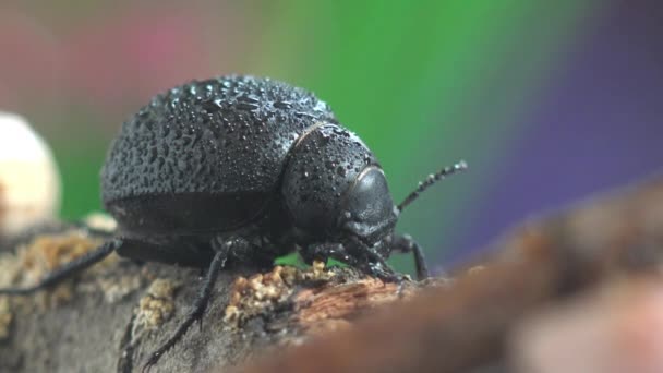 Der Blutnasenkäfer Timarcha Tenebricosa Auch Blutspender Oder Blutspuckkäfer Genannt Ist — Stockvideo