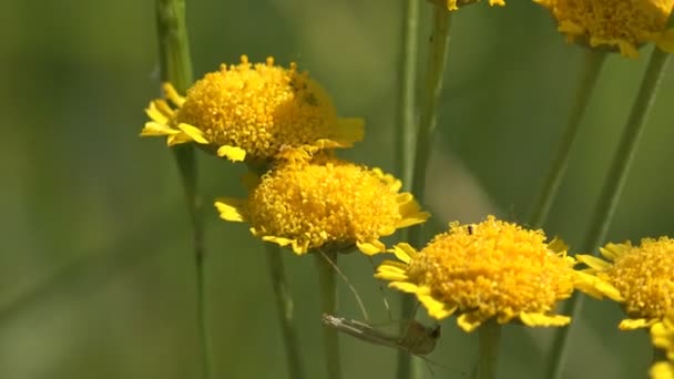 Güçlü Rüzgar Sarı Çiçekleri Sallar Sivrisinek Çiçeğin Dibine Sıkıca Tutunur — Stok video