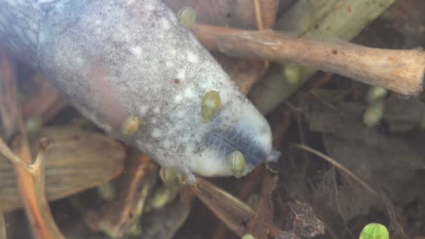 ナメクジは 森林湿地 ダフニアおよび他の小さな甲殻類が周りに浮かんでいる水の下に来た 野生生物の水中マクロを表示 — ストック動画