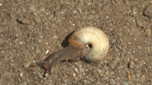 Land Snail Terrestrial Gastropod Mollusk Sitting Dry Ground Macro View — ストック動画