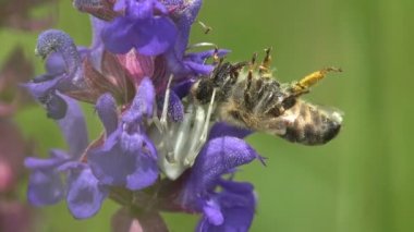 White jumping spider, crab, captured after a quick attack bee on purple flower in wild meadow. Macro view spider in wildlife