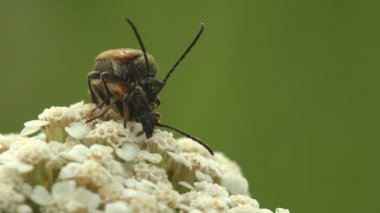 Böceklerin ve çiftleşmenin kur yapma ritüelleri. Sparedrus, Oedemeridada familyasındaki sahte kabarcık böceklerinin cinsidir. Vahşi hayatta Macro böceğine bakın.