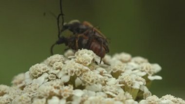 Böceklerin ve çiftleşmenin kur yapma ritüelleri. Sparedrus, Oedemeridae familyasından bir böcek cinsidir. Çiçeklerin arasında huzursuzca dolaşmak. Vahşi hayatta Macro böceğini görüntüle