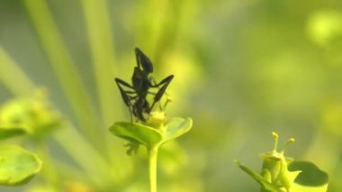 Hymenoptera: Ichneumonidae ve Braconidae. Son derece uzun yumurtlayan böcekler haşhaş familyasındaki çelenklerin ve selandinlerin üzerine yumurtalarını bırakırlar. Makro görünüm