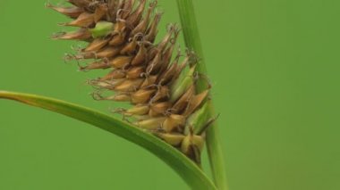 Yeşil çayırların arka planında kuru çim tohumları, sonbahar, bitki örtüsü. Macro Manzaralı Fabrika