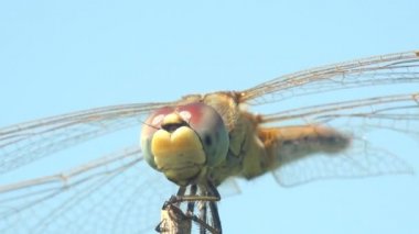 Timsah derisi eritraea, Libellulidae familyasındaki yusufçuk, geniş kızıl, kızıl, kızıl, mavi arka plandaki çimlerin üzerinde oturan kızıl yusufçuk. Makro görünüm böceği