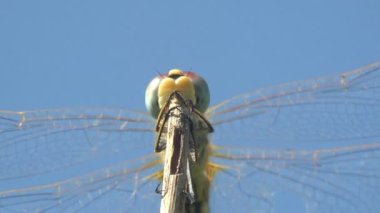 Timsah derisi eritraea, Libellulidae familyasındaki yusufçuk, geniş kızıl, kızıl, kızıl, mavi arka plandaki çimlerin üzerinde oturan kızıl yusufçuk. Makro görünüm böceği