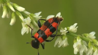 Red Mylabris (Mylabris) fricincta yabani tarlada beyaz çiçek yaprakları yer. Vahşi Yaşam 'da Makro görünüm böceği