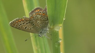 Gümüş-çivili mavi (Plebejus argus), Lycaenidae familyasından bir kelebek türü. Vahşi Yaşam 'da Makro görünüm böceği