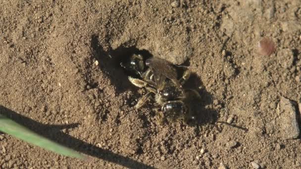 Les Jeunes Abeilles Mellifères Créent Nid Pour Leur Trou Ponte — Video