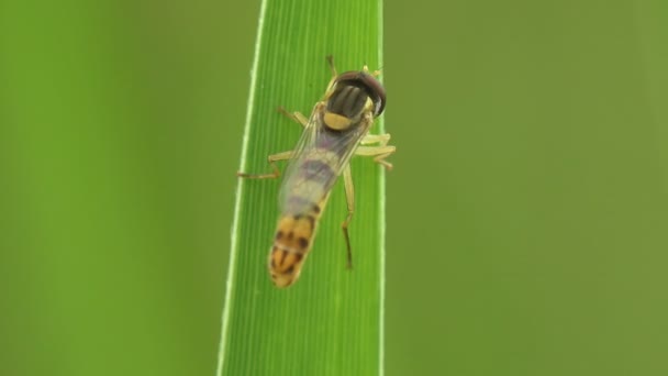平らな茎に沿ってその足を動かすXanthogramma Pedissequumはホバーフライの種です 花のハエ 梅のハエ 昆虫科のシルフ科 野生動物のマクロ昆虫を見る — ストック動画