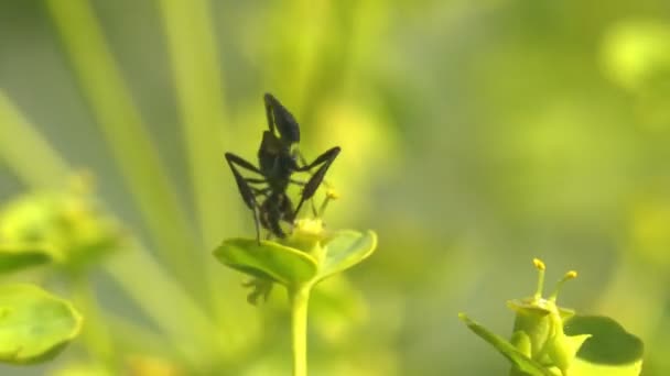 Hyménoptères Ichneumonidae Braconidae Insectes Dans Des Ovipositeurs Extrêmement Longs Pour — Video