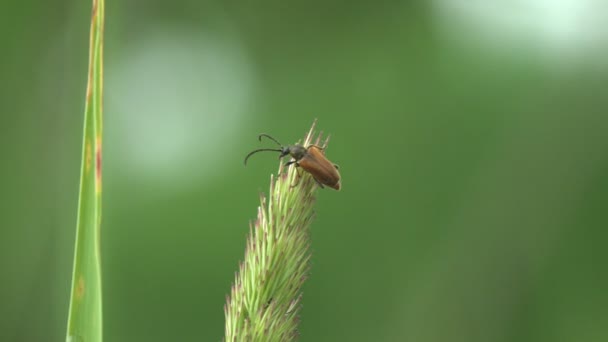 Habitus Mylabris Apicenigra Scarabée Corps Brun Avec Longues Antennes Macro — Video