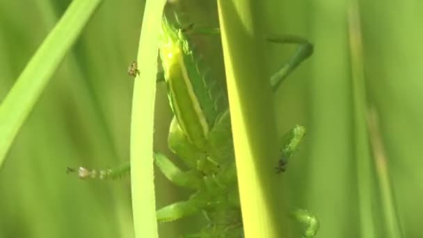 Jeune Grand Cricket Vert Jeune Nymphe Cachant Dans Les Tiges — Video