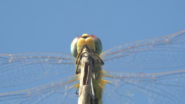 Crocothemis Erythraea Dragonfly Στην Οικογένεια Libellulidae Ευρύ Κόκκινο Κοινό Κόκκινο — Αρχείο Βίντεο