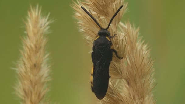 シカダキラー クラブロニダエ科またはセミタカ科のスフェキウス属は 種子野生の花の芽の上に座って 大きなダイガーワスプ種です マクロビュー野生動物の昆虫 — ストック動画