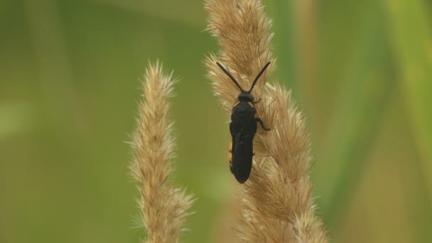 Cicada Killer Sphecius Speciosus Rodzinie Crabronidae Lub Cykada Jastrząb Jest — Wideo stockowe