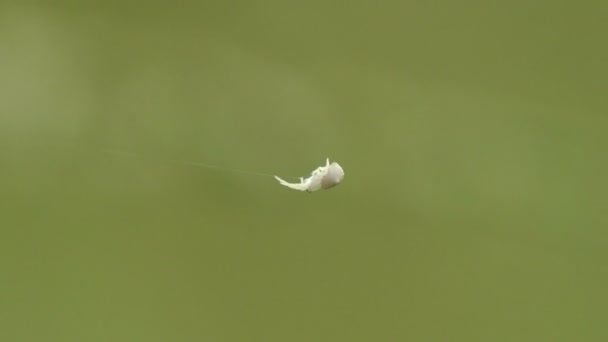 白いクモ カニのクモは網にぶら下がり その足でフィドルします 野生でのクローズアップ — ストック動画