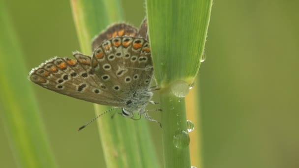 Серебристо Шипованный Голубой Plebejus Argus Бабочка Семейства Lycaenidae Сидящая Зелёном — стоковое видео