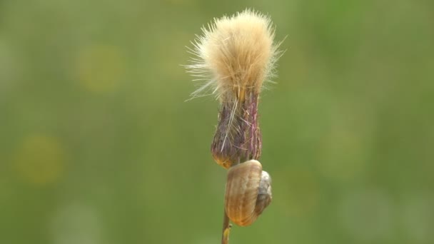 Gerakan Siput Tanah Moluska Gastropoda Terestrial Duduk Atas Benih Tunas — Stok Video