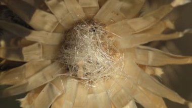 Tohumları olmayan kuru kır çiçeği tomurcukları yaz rüzgarında sallanıyor. Makro görünüm doğası