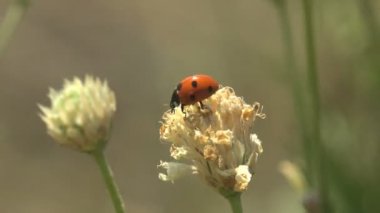 Yaz rüzgarında sendeleyerek - Kırmızı uğur böceği yeşil arka planda kuru tohum tomurcuğunun, yabani çiçeğin üzerinde oturur