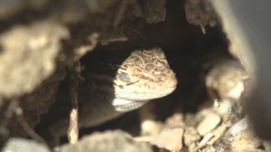 Podarcis muralis (yaygın duvar kertenkelesi) Avrupa duvar kertenkelesi. Gri çizgili kertenkele, parlak güneşli bir günde, çöl çayırının ortasında delikten dışarı çıkar. Vahşi yaşamdaki sürüngenlerin makro görüntüsü