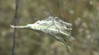 Örümcek ağında ve örümcek ağıyla kaplı Spools Leptisma marginicollis, kedi kuyruğu çekirgesi, ince çekirge, sivri uçlu baş ve düz kılıç şeklinde anten. Makro Görünüm Böceği