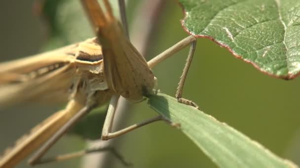 Acrida Cinerea Doğu Uzun Saçlı Çekirge Çekirge Çin Çekirgesi Yaz — Stok video