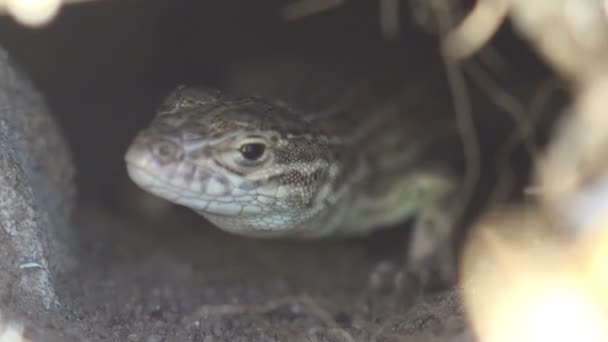 Podarcis Muralis Ještěrka Ještěrka Ještěrka Šedými Pruhy Sedí Hluboko Temné — Stock video