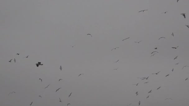 光の霧の中で水の上を旋回カモメ — ストック動画