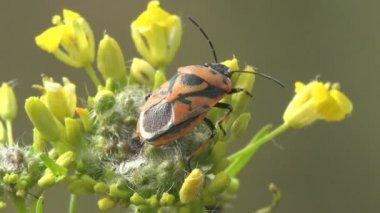 Firebug, Pyrrhocoris apterus, Pyrrhocoridae familyasından bir böcek, kırmızı ve siyah renkli. Vahşi hayatta Macro böceğini görüntüle
