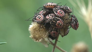 Koloni Instars kahverengi marmarmorated koku böceği, Halyomorpha halys, doğumdan sonra bir kır çiçeğine yapışmak için, Pentatomidae familyasındaki böcek, vahşi hayatta makroyu görün