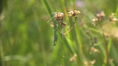 Avrupa Mantid Dini Manodea Mantidae Kılık Değiştirmiş Yeşil ot sapları arasında baş aşağı asılı, vahşi ormanda şafakta kontrasttır. Makro ve aşırı yakın çekim