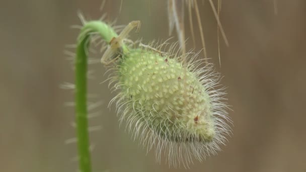 Papoula Não Pendurada Verde Fofo Caranguejo Aranha Amarelo Senta Nele — Vídeo de Stock