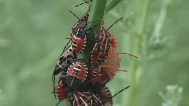 Colony Instars Halyomorpha Halys 야생화 송이에 곤충으로 곤충으로 야생에서 매크로를 — 비디오