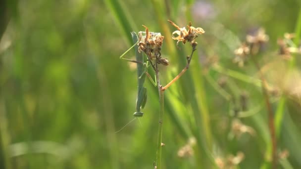 欧洲的Mantis Religion Osa Manodea Mantidae Disguised Hangs倒挂在绿色的草丛中 与此形成鲜明对比的是野生森林中的黎明时分 宏观和极端的密切关注 — 图库视频影像