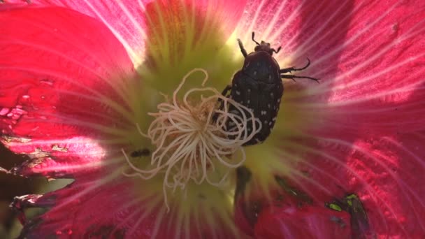 Oxythyrea Funesta Beetle Sitting Bud Wild Flower Malva Moschata Uma — Vídeo de Stock