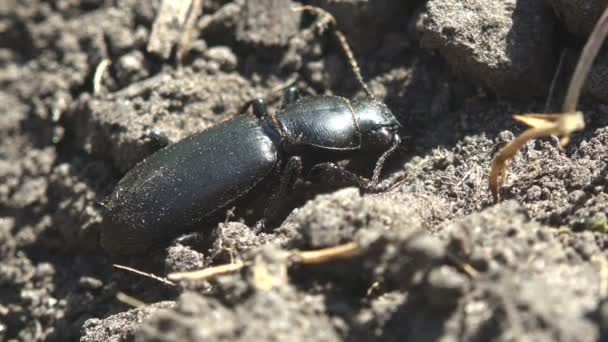 Loricerinae Ground Beetles 세계적 딱정벌레류 Carabidae 태양때문에 구멍이 뚫렸어 매크로는 — 비디오