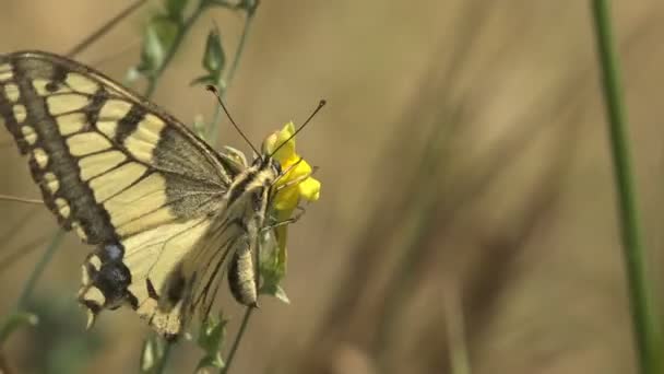 スワロテール蝶は 黄色の野生の花のフライドリンク蜜上の家族Papilionidaeで大きく カラフルな蝶です 野生動物のマクロ蝶を表示 — ストック動画