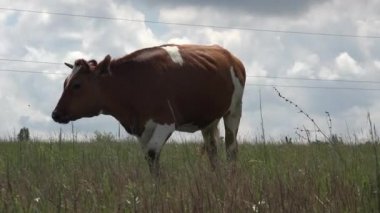 Kahverengi beyaz inek çayırda yürür ve kafasını sallayarak mavi gökyüzüne karşı böcekler ve sivrisineklerden kaçar. Çiftlikteki tarım alanları