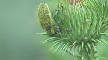 Curculionidae, Lixus concavus - rhubarb weevil, rhubarb curculio yeşil deve yaprağı tomurcuğunun üzerinde oturur. Vahşi yaşamdaki böceklerin makro görünümü