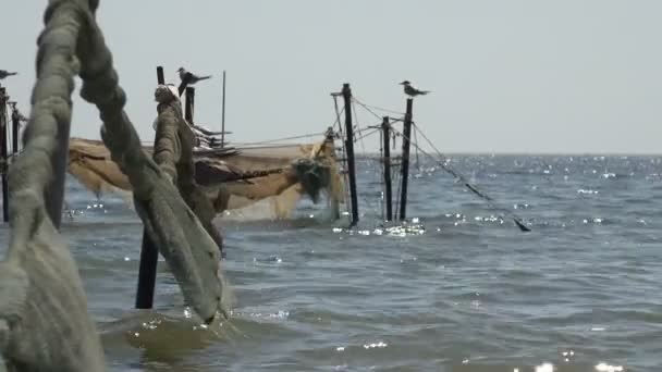 Visnetten Houten Palen Drogen Uit Open Zee Jonge Meeuwen Zitten — Stockvideo